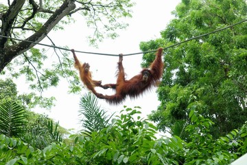 アクロバティックなオランウータン © 剛太 土崎