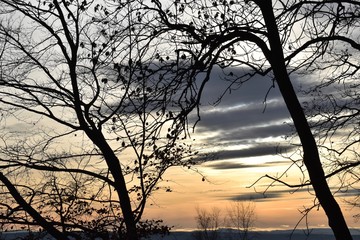 dark silhouette of bare branches of a tree and colorful sunset in the background