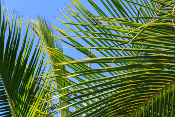 Palm leaves against the clear blue sky on a sunny day. Abstract background. Nature background.
