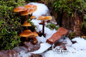 Płomiennica zimowa (flammulina velutipes) - smaczny jadalny grzyb, który rośnie zimą - obrazy, fototapety, plakaty