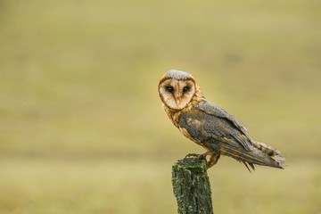 Portrait of grey, white and orange colored barn owl, Tyto alba, perching on a wooden stake, blurry brown background, rainy fall day in a field, copy space