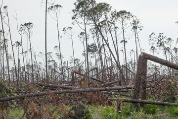 Forest of Trees Snapped Like Twigs on Gulf Coast in the Aftermath of Hurricane Michael
