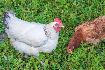 Two hens on the grass