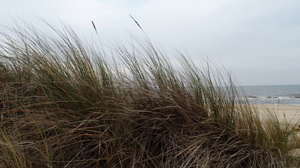 Gräser vor Meer