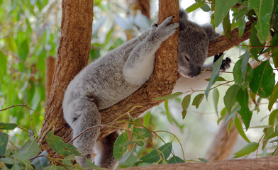 Sleeping young Koala in a Eucalyptus tree
