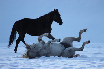 Fototapeta premium horses bathe in snow in winter