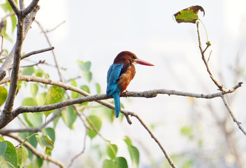 Indian Kingfisher Bird