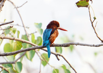 Indian Kingfisher Bird