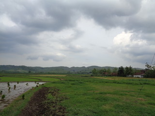 Beautiful Village In The Middle Of The Teak Forest
