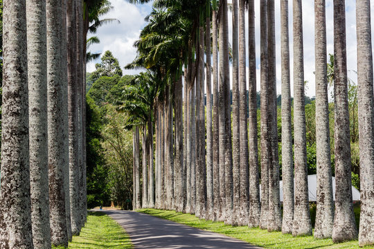 Palm alley in Royal Botanic Gardens near Kandy, Sri Lanka