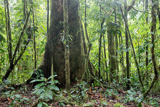 Giant rain forest tree in tropical Amazon jungle of Colombia.