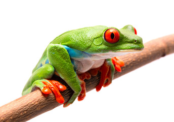 Red eyed tree frog on a branch isolated on white.