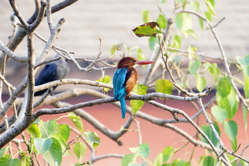 Indian Kingfisher Bird