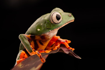 Tiger leg monkey tree frog, Phyllomadusa tomopterna. Tropical treefrog from Amazon rain forest and an endangered animal. .