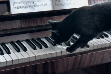 Cheerful black cat walks on the piano keys and tries to play the piano, the cat studies the notes...