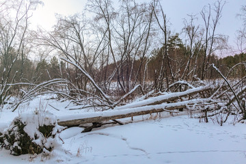 Beaver Dam in winter forest. Fallen tree in the winter forest