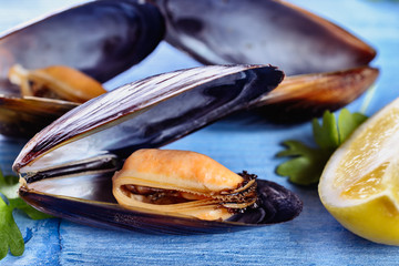 Delicious opened black mussels next to parsley and slice of lemon on a blue wooden background in a...