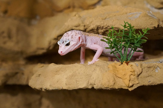 Leopardgecko im Terrarium