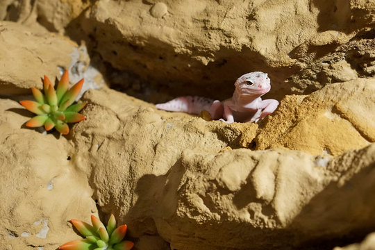 Leopardgecko im Terrarium