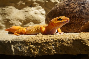 Leopardgecko im Terrarium