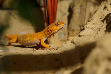 Leopardgecko im Terrarium