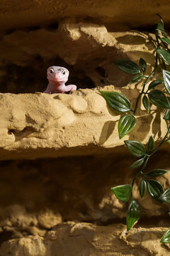 Leopardgecko im Terrarium