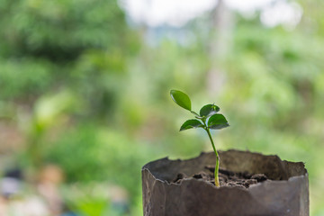 Young tree in nursery bag