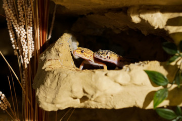 Leopardgecko im Terrarium