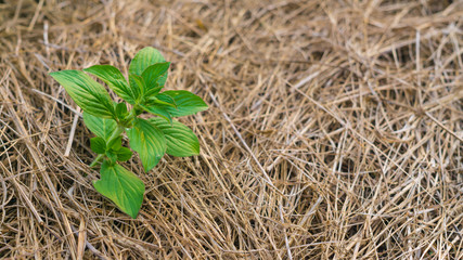 Young plant in dead grasses