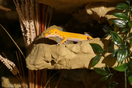 Leopardgecko im Terrarium