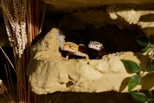 Leopardgecko im Terrarium