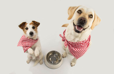 TWO DOGS BEGGING FOOD. LABRADOR AND JACK RUSSELL WAITING FOR EAT WITH A EMPTY BOWL. SITTING ON TWO...