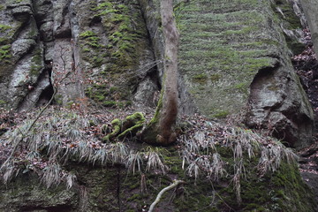 Tree with mossy roots on a wall of rocks in the Thuringian Forest near Wartburg castle in Gemany