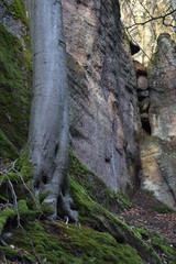 Tree with mossy roots on a wall of rocks in the Thuringian Forest near Wartburg castle in Gemany