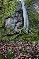Fototapeta na wymiar Tree with mossy roots on a wall of rocks in the Thuringian Forest near Wartburg castle in Gemany