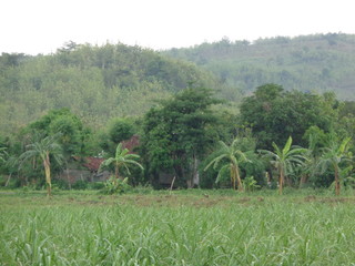 Beautiful Village In The Middle Of The Teak Forest