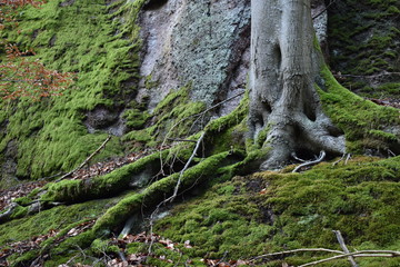 Tree with mossy roots on a wall of rocks in the Thuringian Forest near Wartburg castle in Gemany