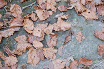 dried leaves