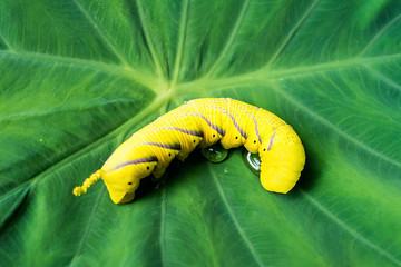 Ghost face hawk moth / beautiful yellow insect © Lili.Q
