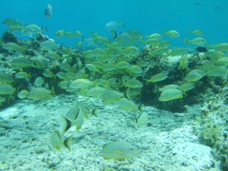Fototapeta na wymiar Mexico Cozumel Summer Under water Malinelife Snappers