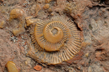 Spiral fossil stone
