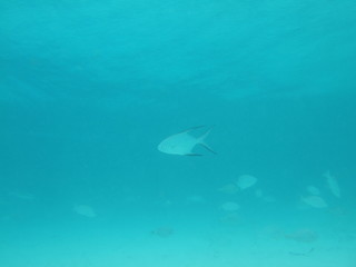 Mexico Cozumel Summer Under water Malinelife Pompano