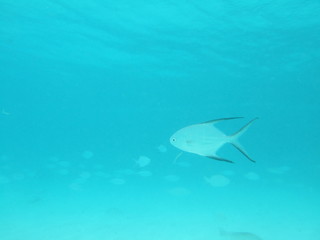 Mexico Cozumel Summer Under water Malinelife Pompano