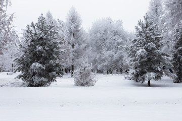 Trees in the city park are shrouded in fluffy  hoarfrost and snow. Beautiful winter landscape.