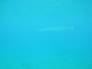 Mexico Cozumel Summer Under water Malinelife halfbeak