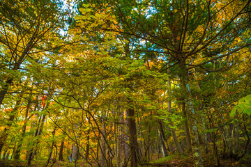 Obraz premium Colorful autumn tree forest serenity scene