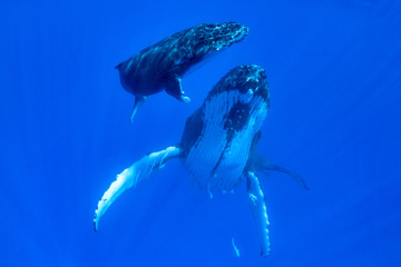 Mother and calf Humpback whales in Tonga