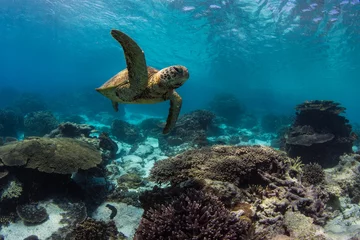 Wandaufkleber Meeresschildkröte schwimmt am Great Barrier Reef, Australien © The Ocean Agency