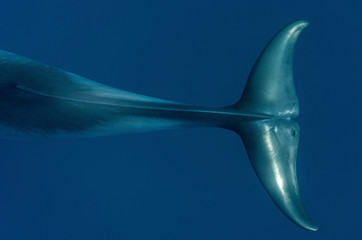 View of a Minke whale tail from above © The Ocean Agency