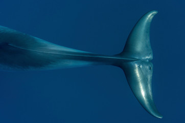 View of a Minke whale tail from above